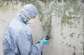 Best Emergency Mold Remediation  in Awendaw, SC